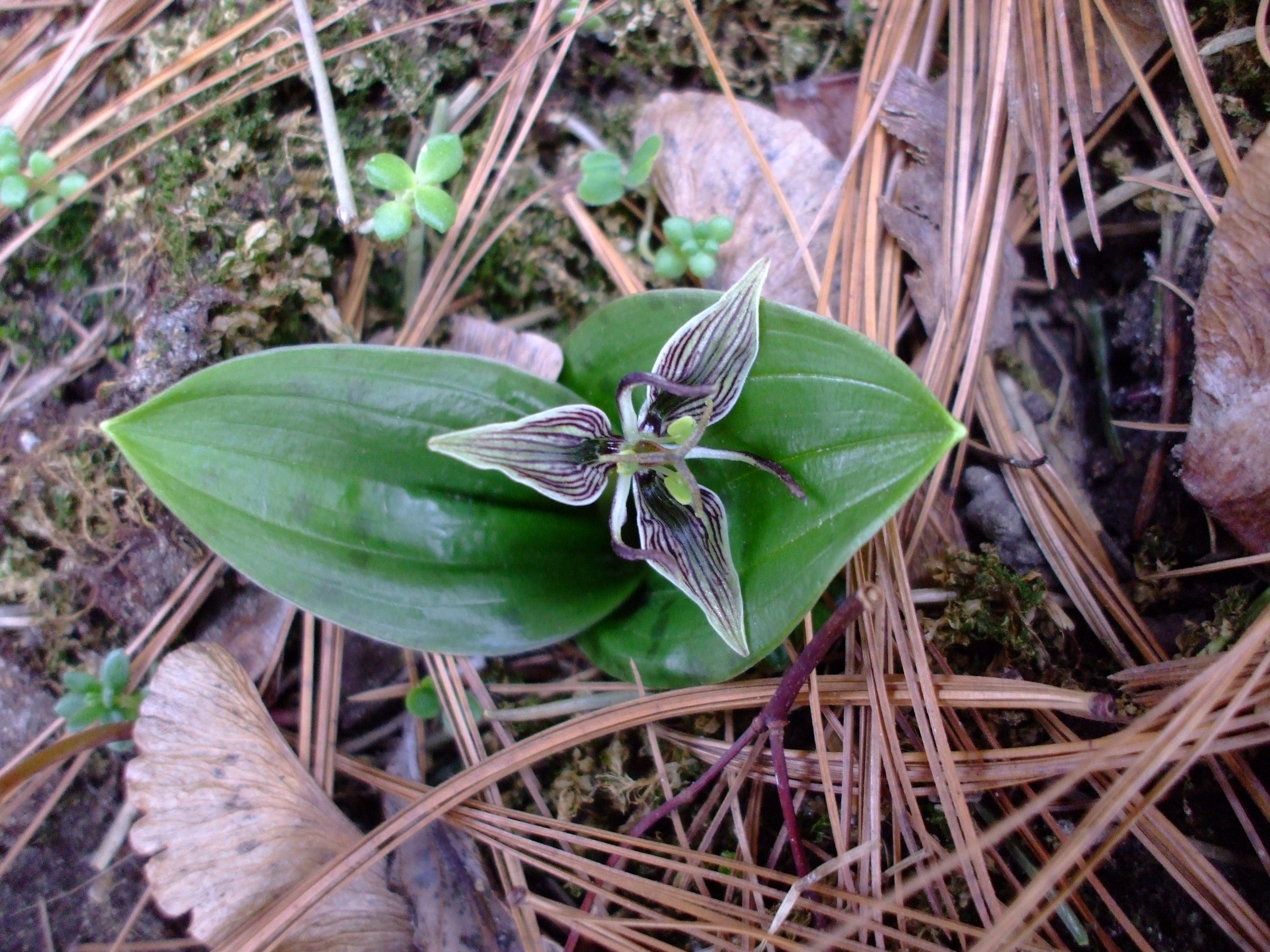 Scoliopus bigelovii